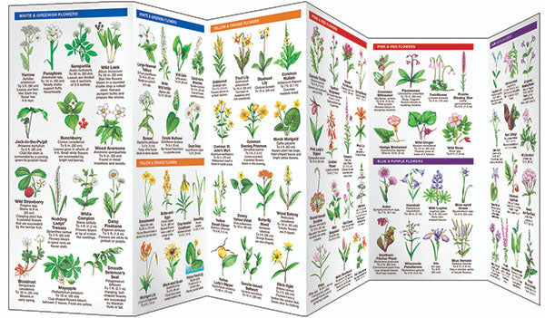 Wisconsin Trees &amp; Wildflowers - Birds Choice