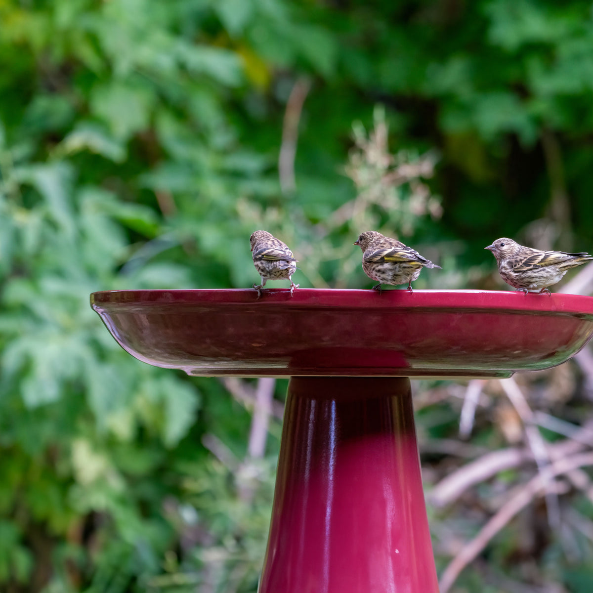 Ohio Stoneware Bird Bath in Burgundy Made in USA - Birds Choice