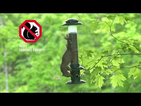 Brome Squirrel Buster Evolution Squirrel-Proof Bird Feeder