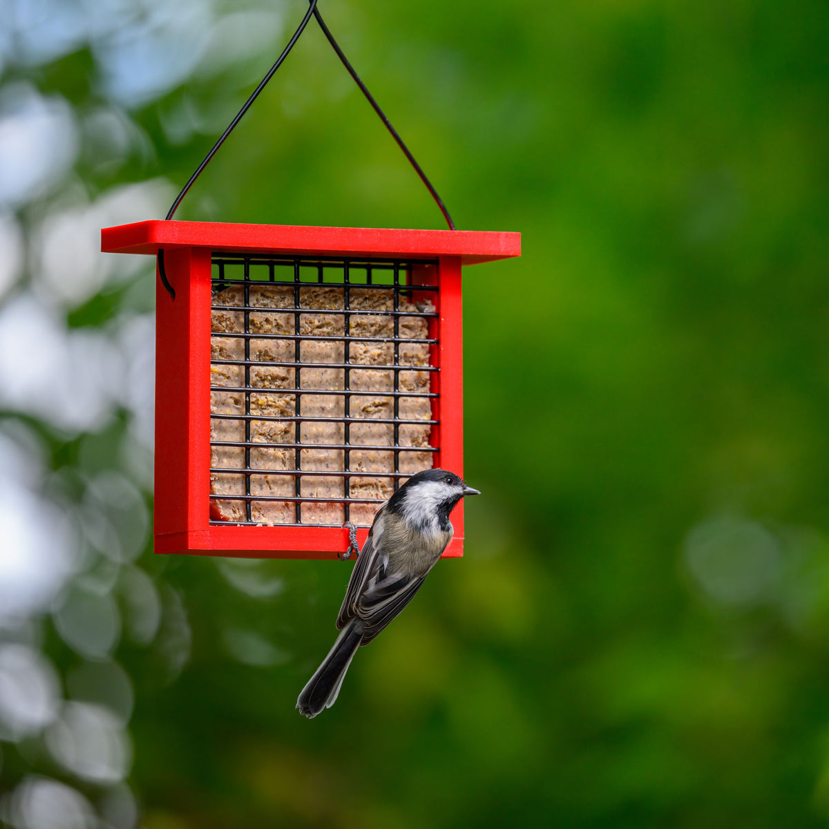 Recycled Plastic Suet Feeder in Red - Birds Choice