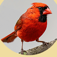 CARDINALS