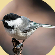 CHICKADEES