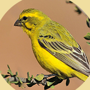 FINCHES