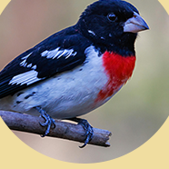 GROSBEAKS