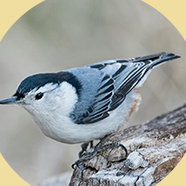 NUTHATCHES