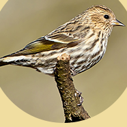 PINE SISKINS