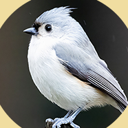 TITMICE