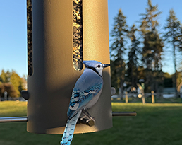 BEAR PROOF BIRD FEEDER